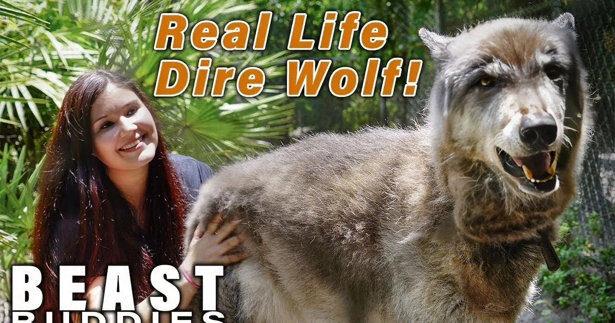 A woman is interacting with a large, fluffy, gray wolf in a natural setting with trees and foliage.