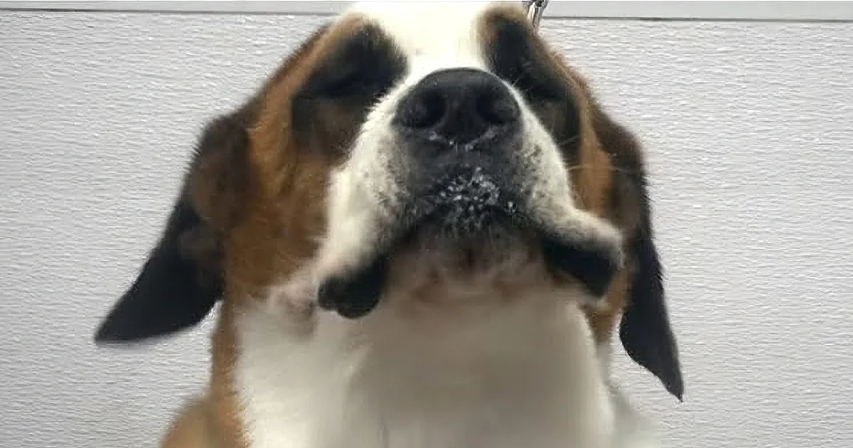 A Saint Bernard dog with a white and brown coat is being petted on its head by a person in a purple shirt.