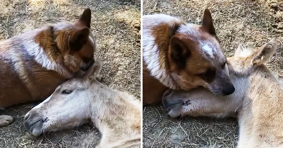 A dog gently nuzzles and rests its head on a sleeping horse's neck.