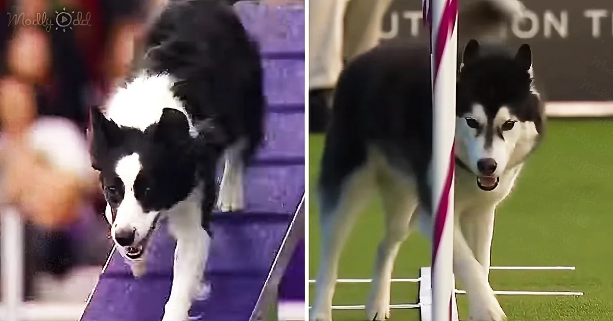 A black and white dog, possibly a Border Collie or Husky, is running on a track, with a blurred background.