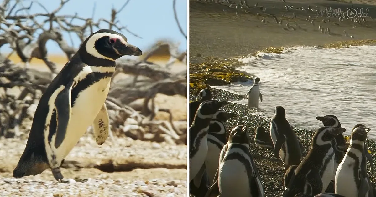 A group of penguins stands on a rocky beach, with one penguin walking towards the water.