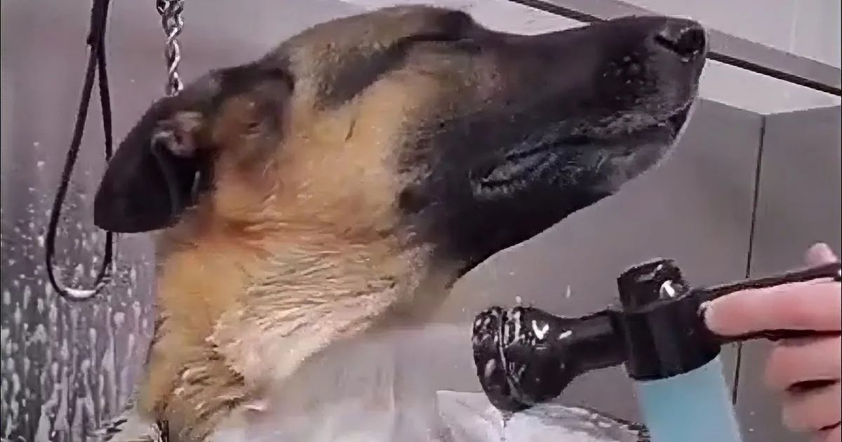 A German Shepherd dog with a happy expression, showing its tongue, and wearing a collar.