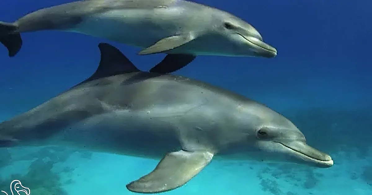 A dolphin swims underwater with bubbles rising from its blowhole.