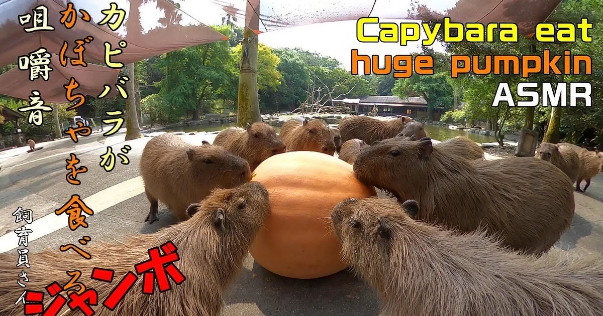 A group of capybaras gather around a large orange ball on a sunny day.