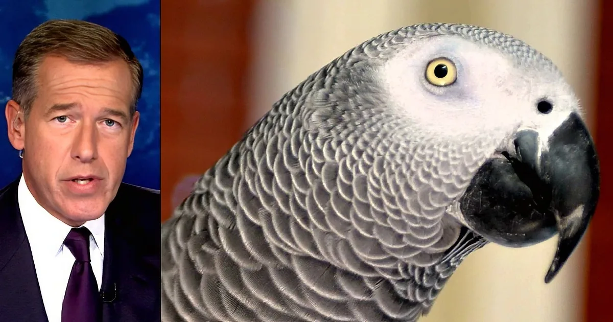 A close-up of a grey parrot with a black beak and yellow eyes, perched indoors.