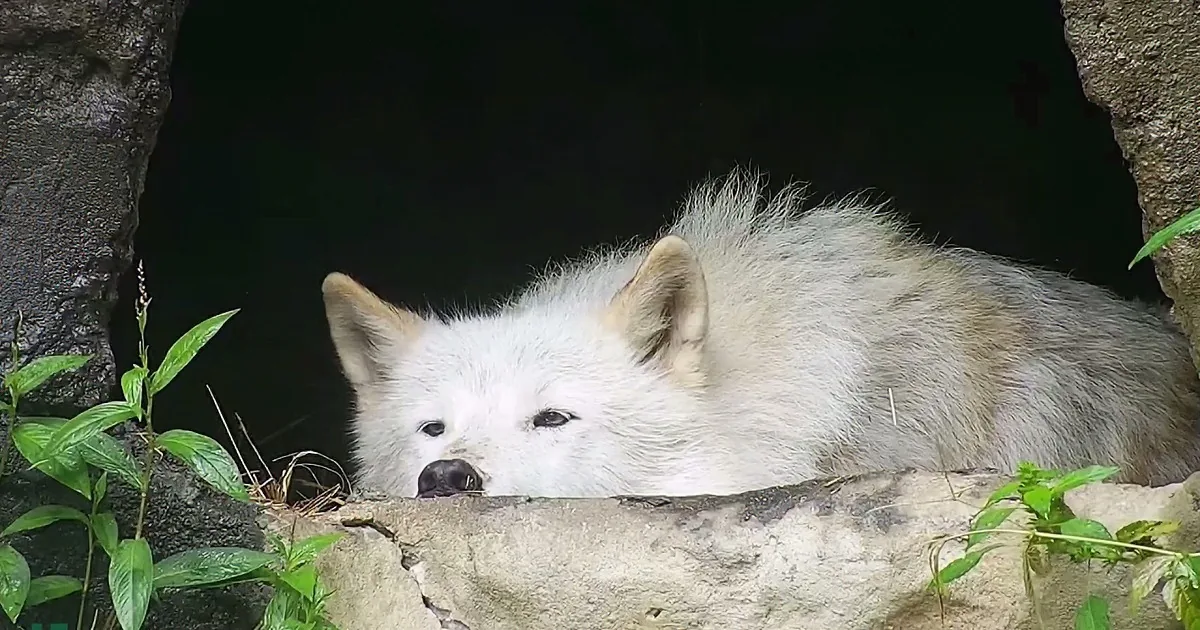 Cute Wolf Gets Nostalgic in the Rain