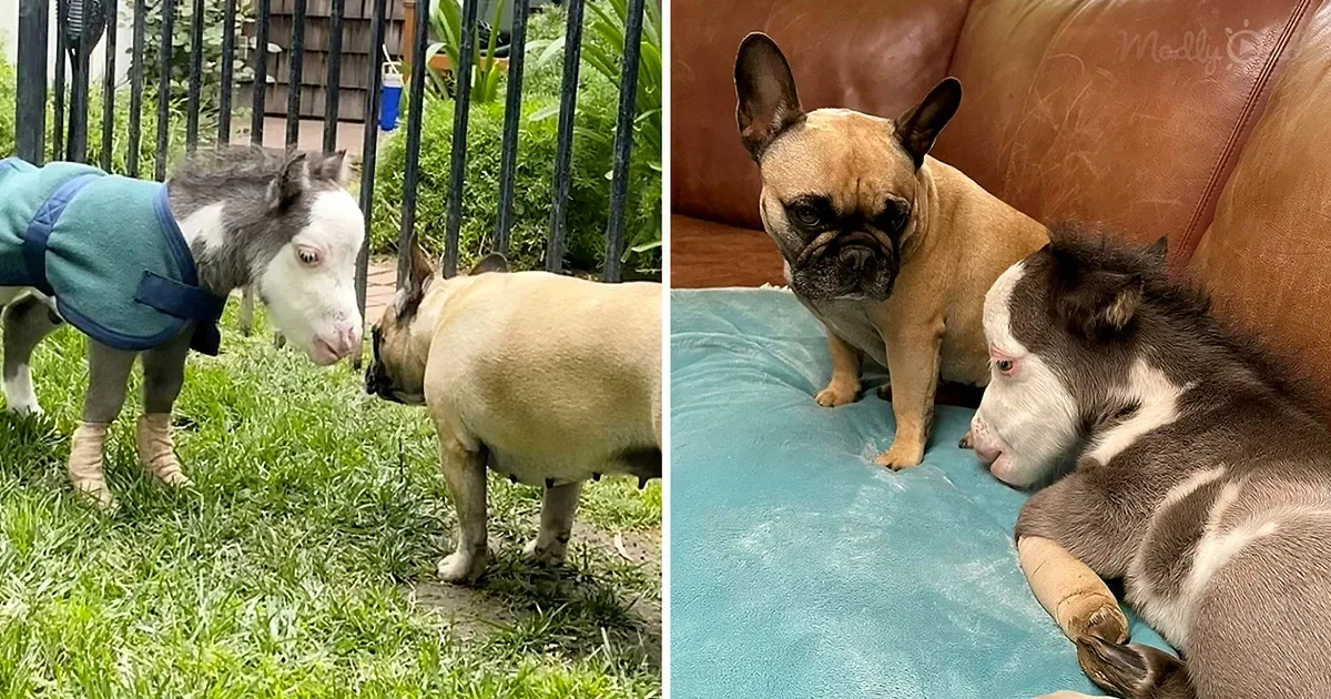 A goat in a green coat and a French Bulldog are interacting on the left, while a French Bulldog and a dog with a white...