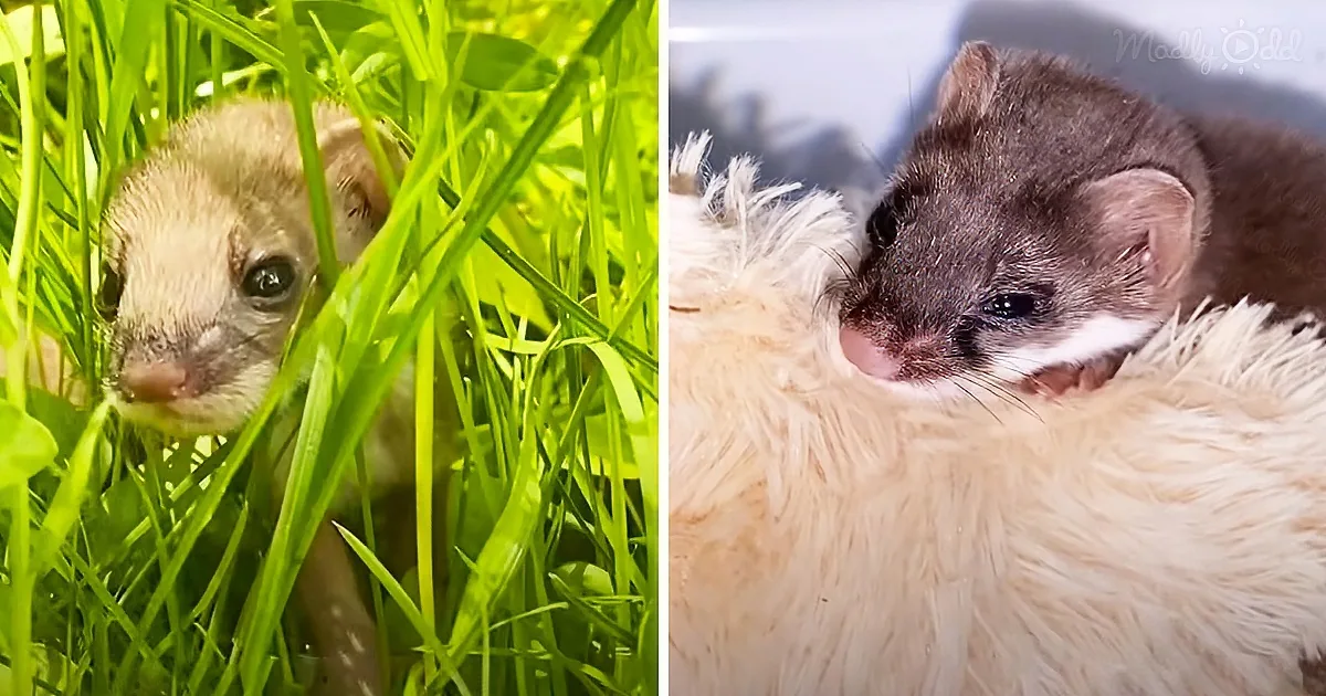 Two adorable baby weasels, one in green grass and the other nestled in soft white fur, both looking curious and cute.