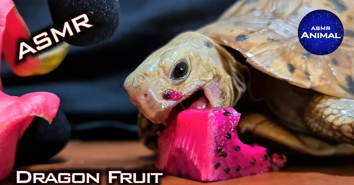 A tortoise curiously approaches a slice of vibrant pink dragon fruit with black seeds.