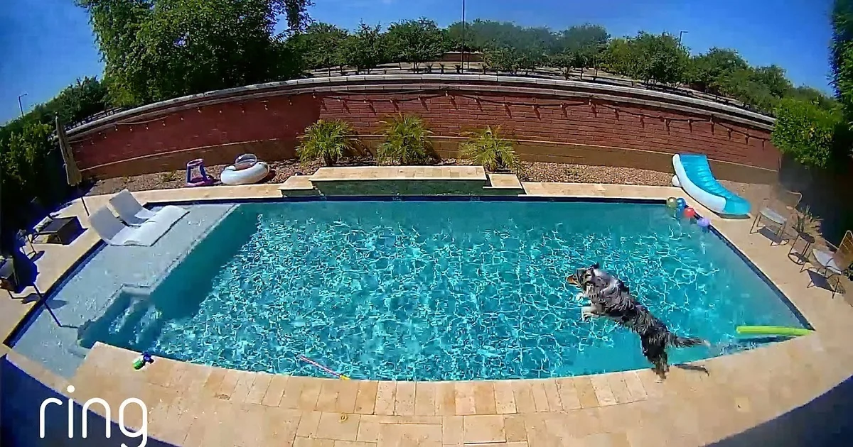 A dog is swimming in a rectangular pool with clear blue water, surrounded by a brick patio and pool toys.