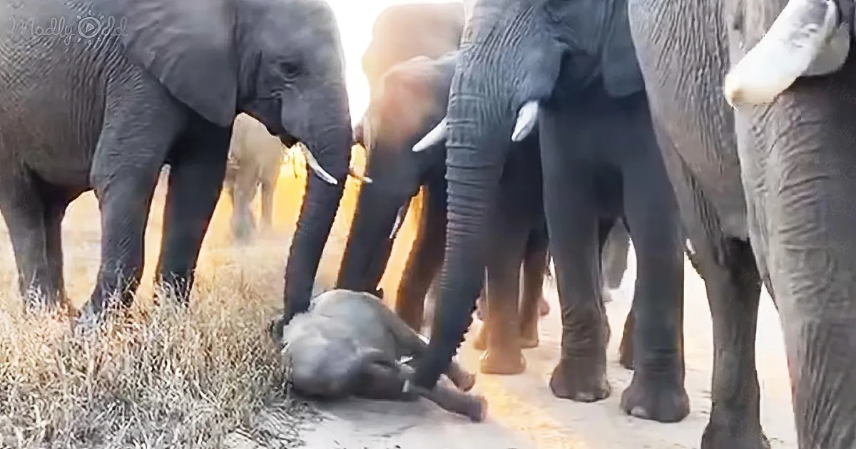 Elephants surround a person lying on the ground in a grassy area.