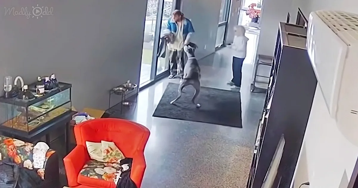 A dog stands on a mat, looking up at a person holding a leash in a room with furniture and a fish tank.