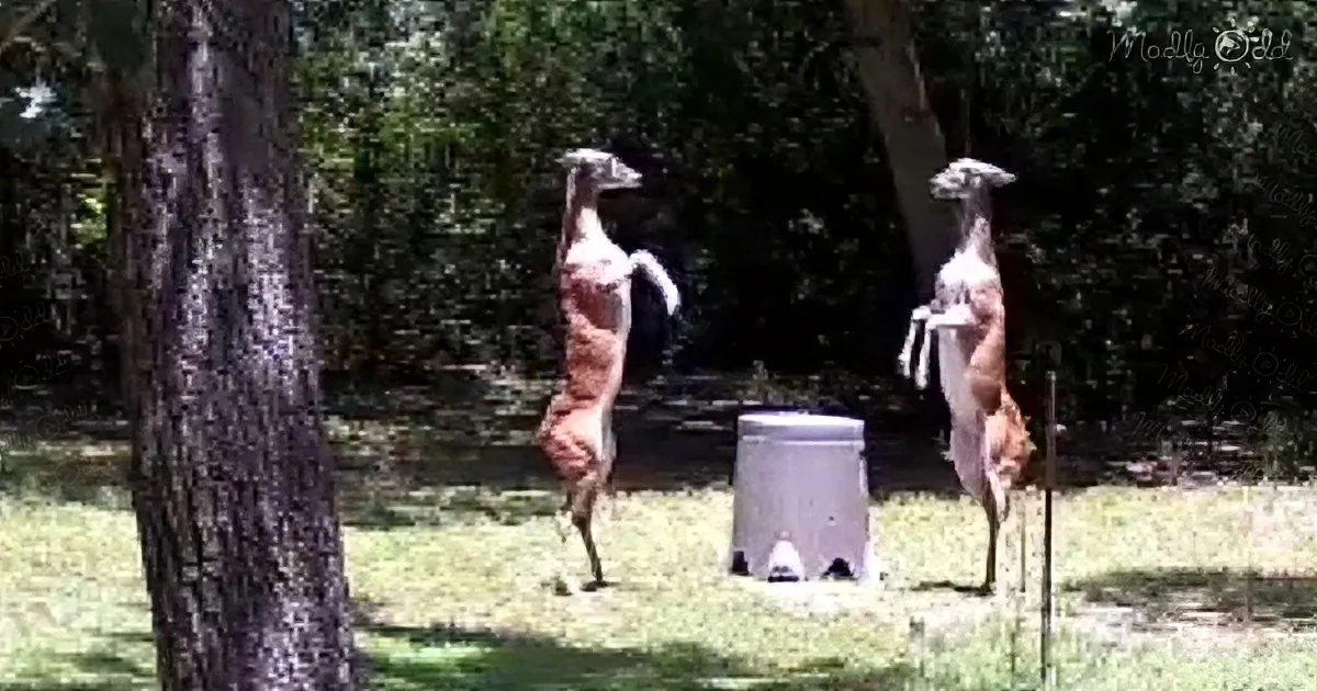 Two life-sized deer statues stand near a trash can in a grassy area with trees.
