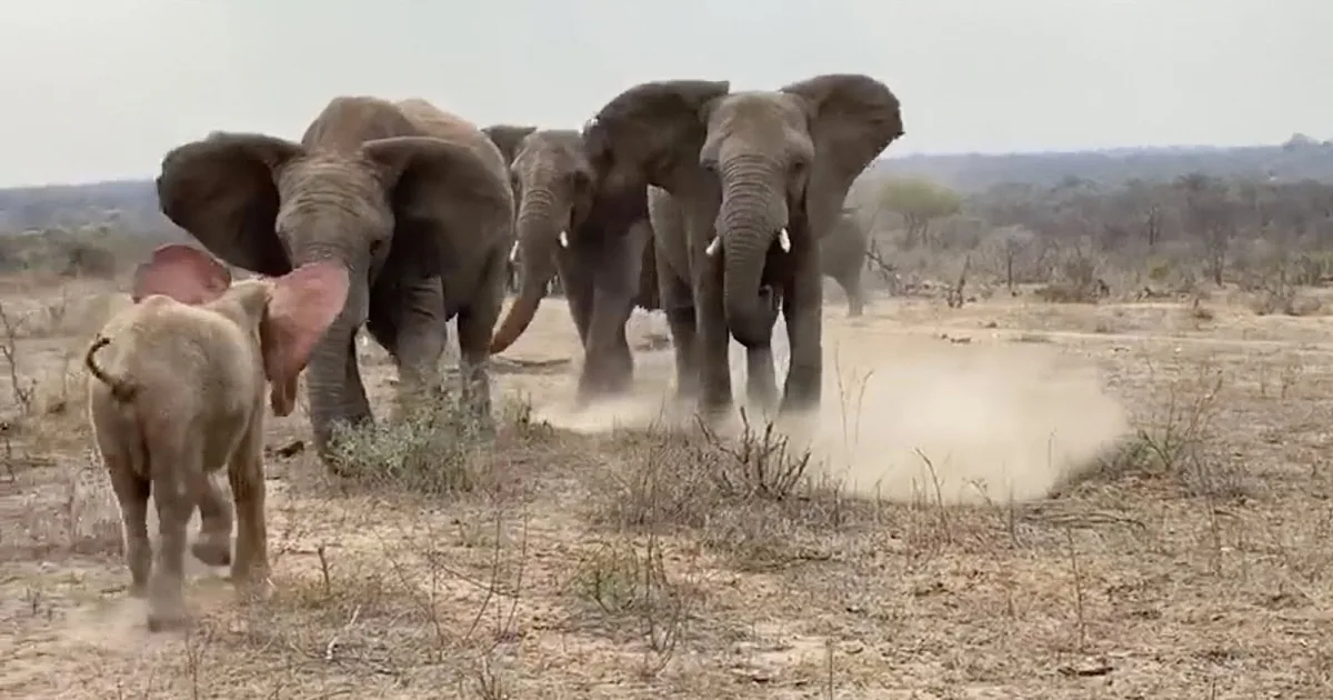 Elephants gather in a dry landscape, with one adult holding a baby elephant by the trunk.