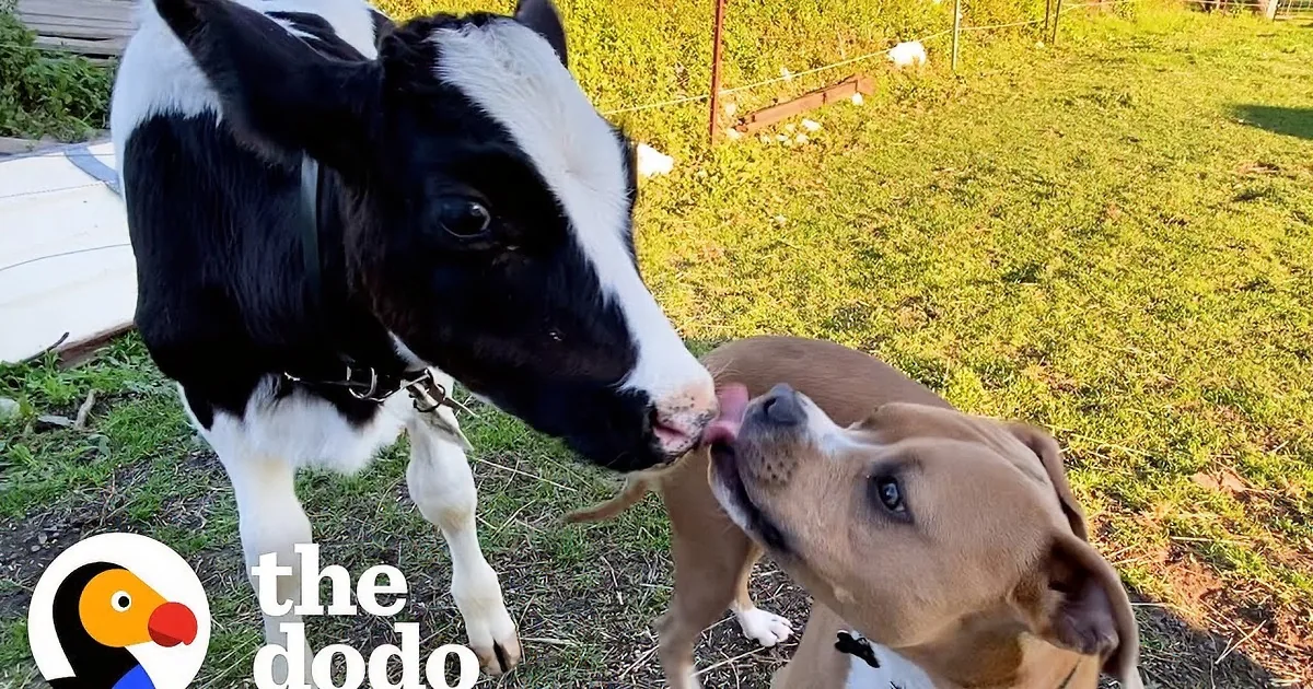A dog and a calf are playfully interacting in a grassy field under a clear blue sky.