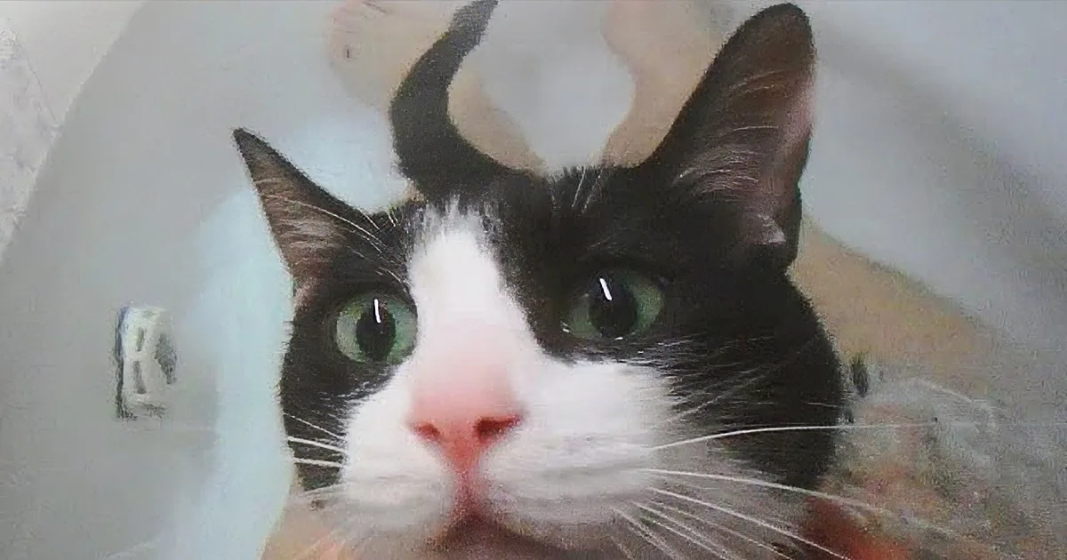 Nurtured and Tuned: Kitty''s Positive Response to ''Bath Time'' Call