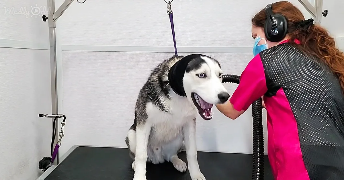 A happy husky being groomed by a person wearing a pink shirt and ear protection.