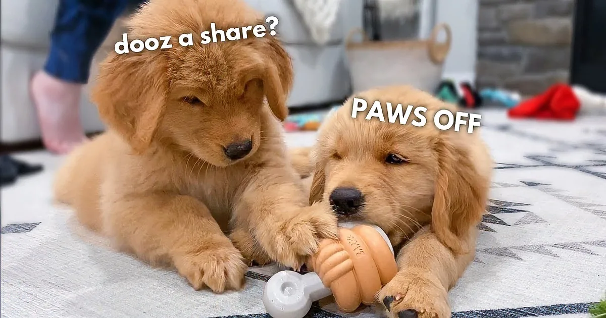 Two golden retriever puppies are playfully interacting on a light blue surface.
