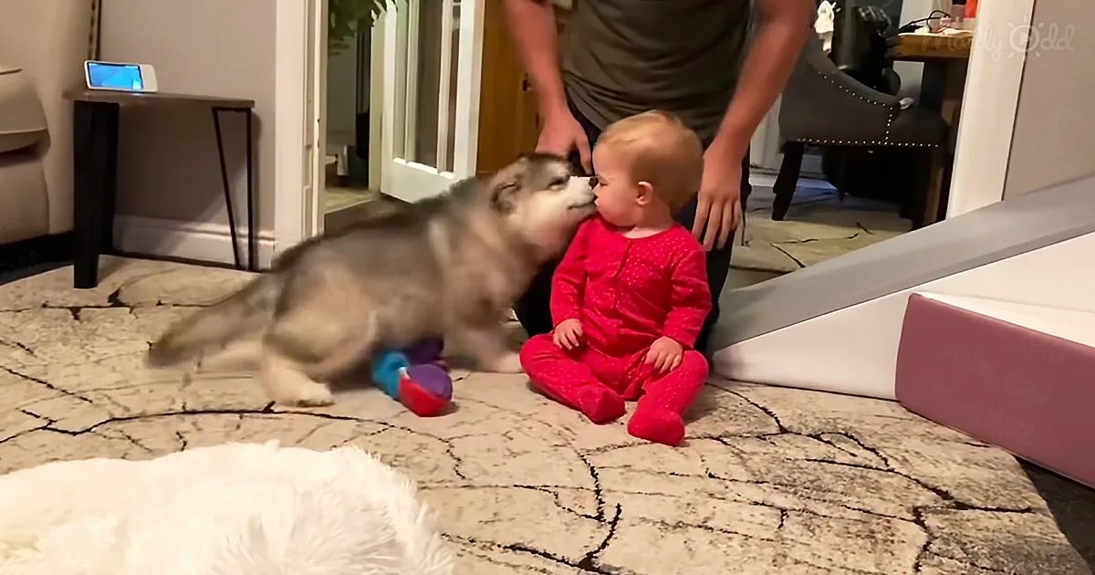 A husky puppy gives a baby a kiss on the cheek while sitting on a patterned rug.