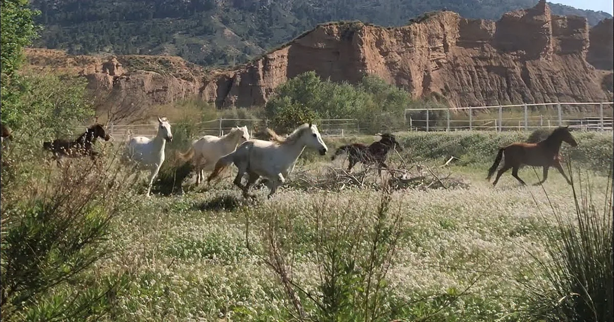 White horses gallop across a grassy field with a rugged, rocky background.