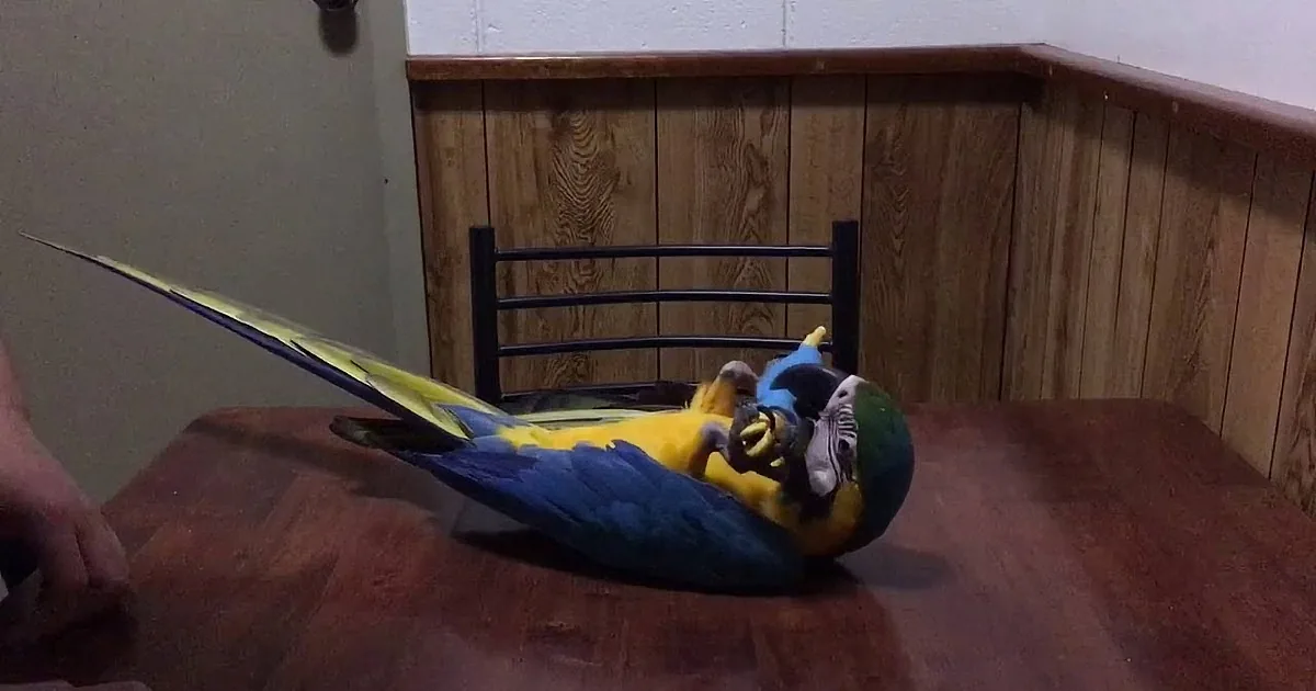 A colorful parrot with blue, yellow, and green feathers is perched on a wooden surface, facing right.