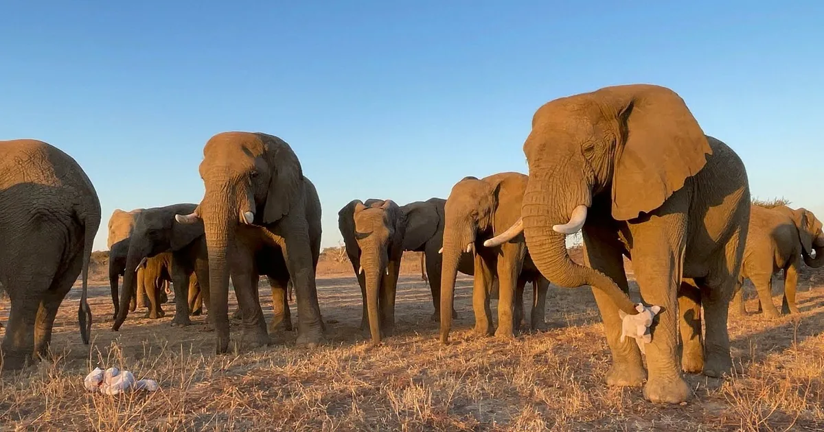A large elephant stands prominently in a dry grassy field, surrounded by a herd of elephants, with a barbed wire fence in...
