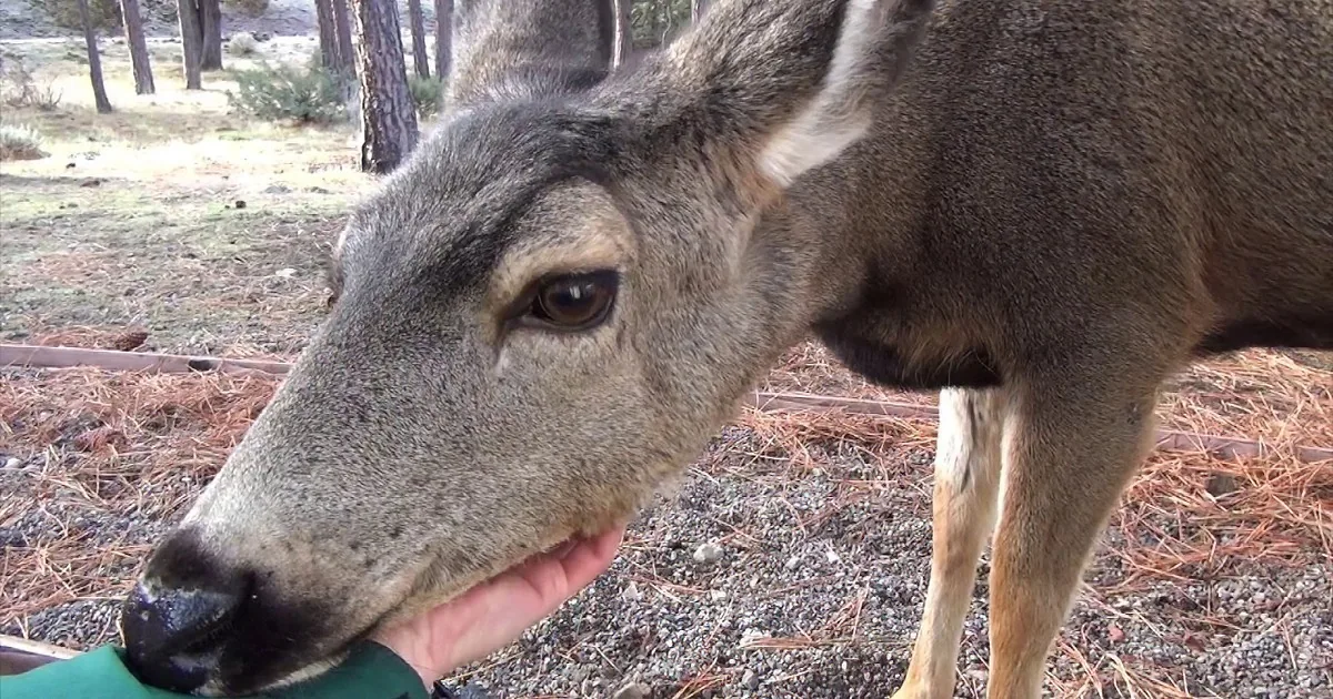 A person pets a deer near a tree, with a house and deck in the background.