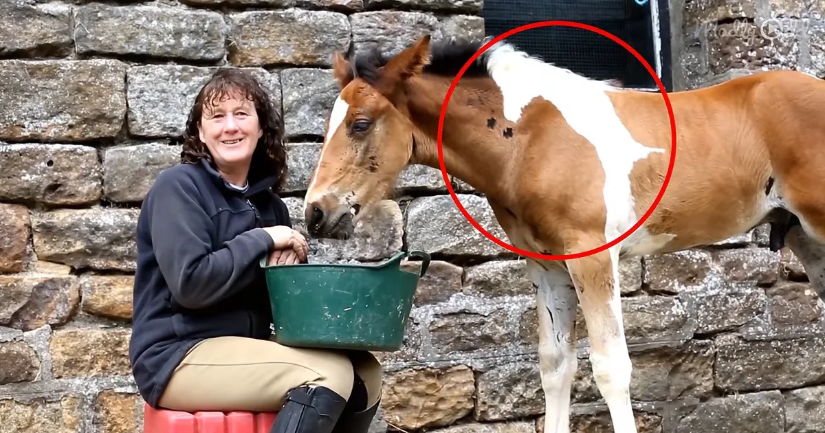 A woman feeds a foal from a bucket, with the foal's distinctive white and brown coat highlighted in a red circle.