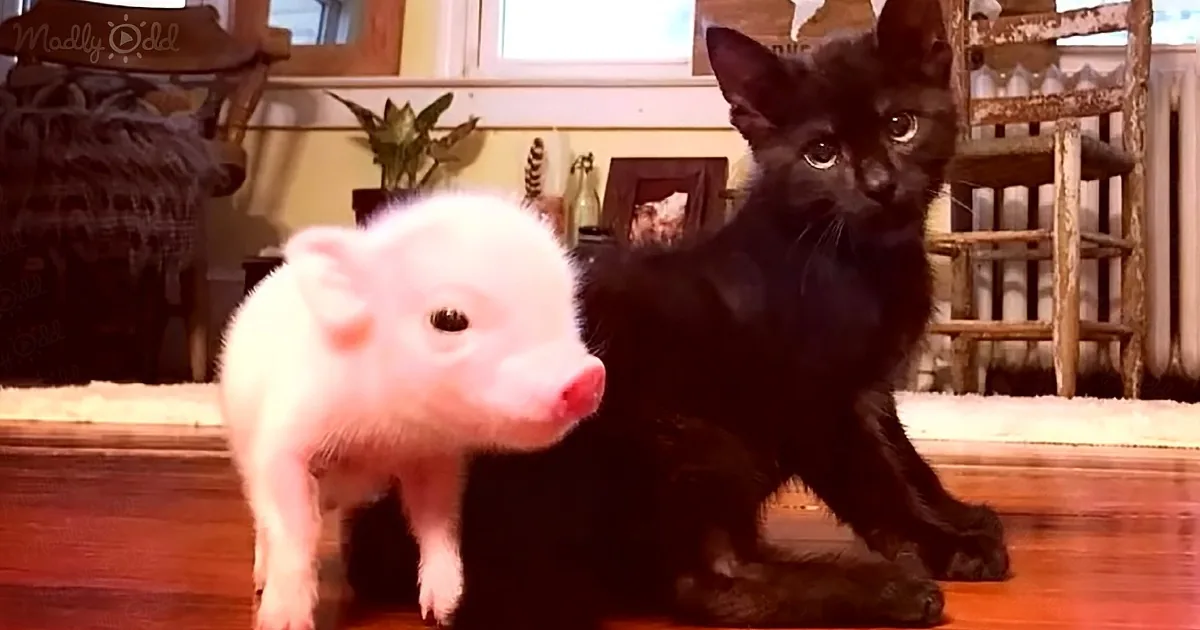Orphaned Piglet Named ''Batman'' Rushes to the Rescue When Kitten Bestie Is in Pain