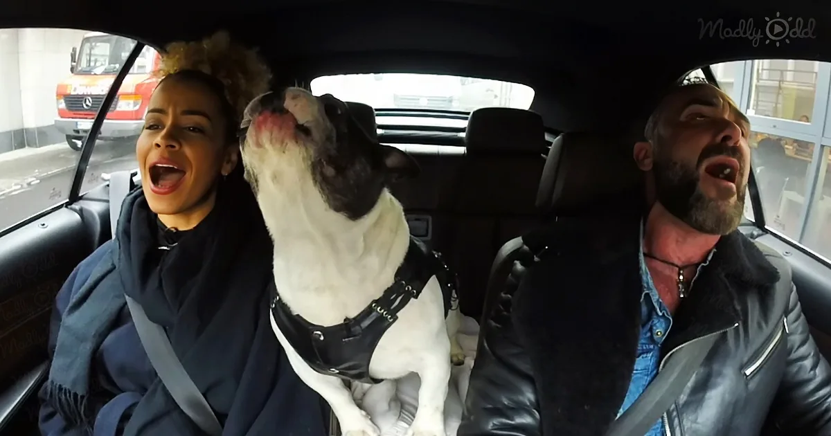 Owner Starts Singing ''All of Me'' but His Dog Steals the Show With His Chorus Lines