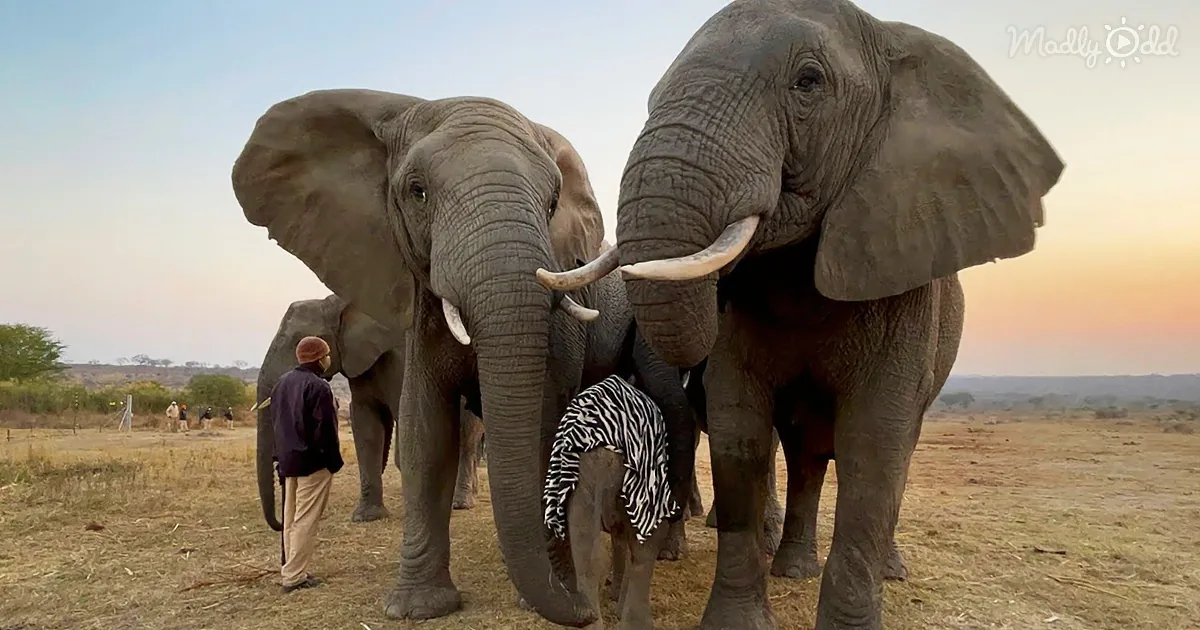 Three elephants stand close, one wearing a zebra-striped blanket, with a person in the background.
