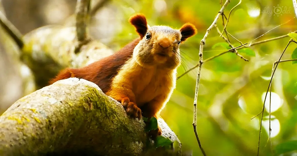A reddish-brown squirrel perches on a mossy branch, surrounded by green foliage.