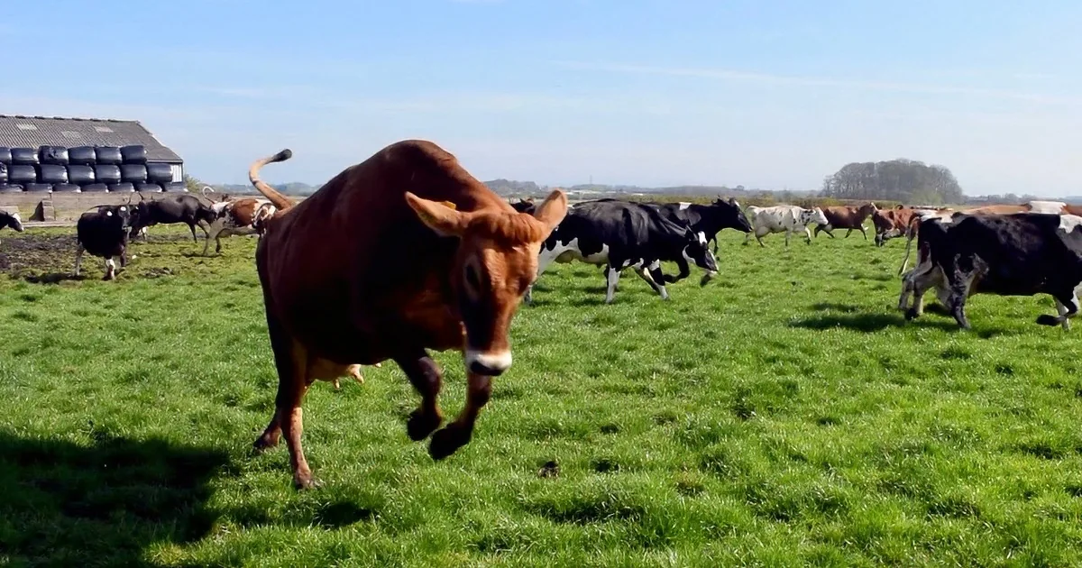 A herd of cows runs across a lush green field under a clear blue sky.