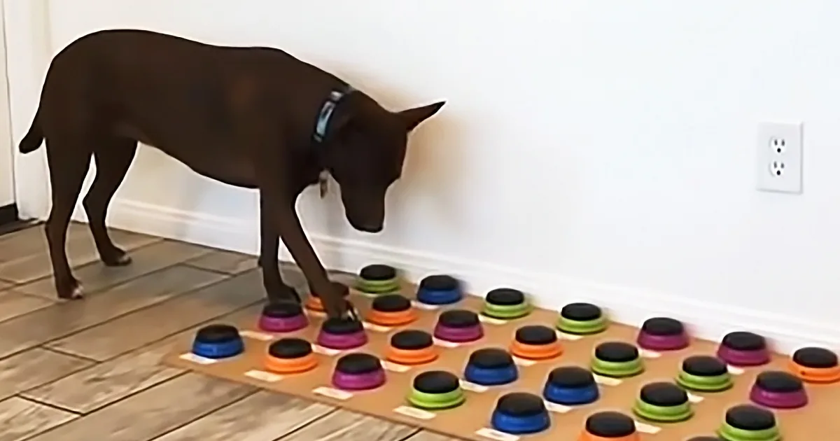 A dog sniffs colorful bowls arranged on a wooden board on a tiled floor.