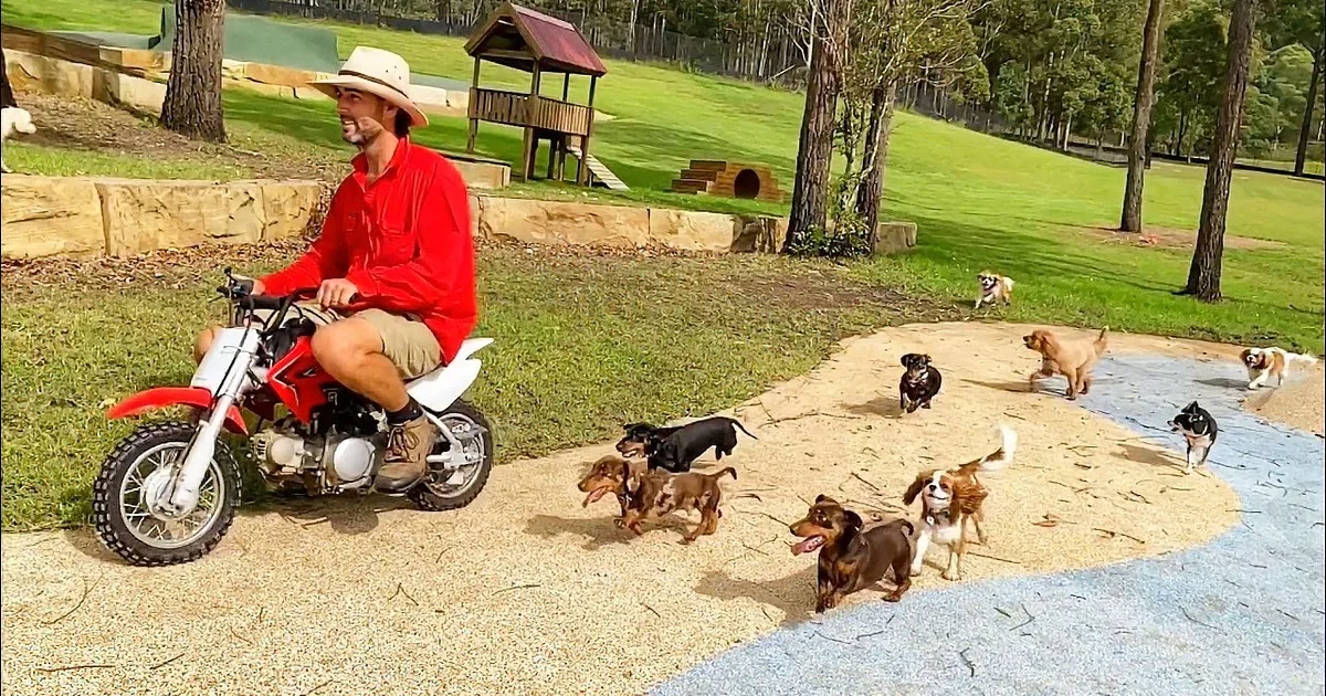 A man in a red shirt and hat sits surrounded by a pack of playful dogs in a grassy field.