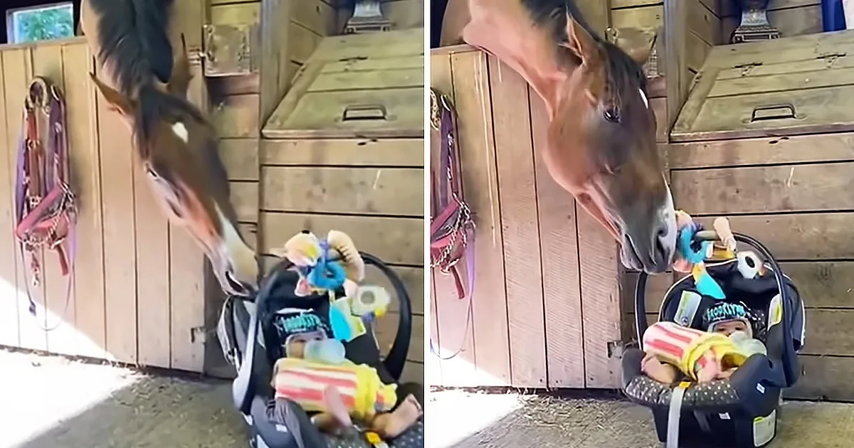 A curious horse leans over a baby in a stroller, sniffing the baby's toy.