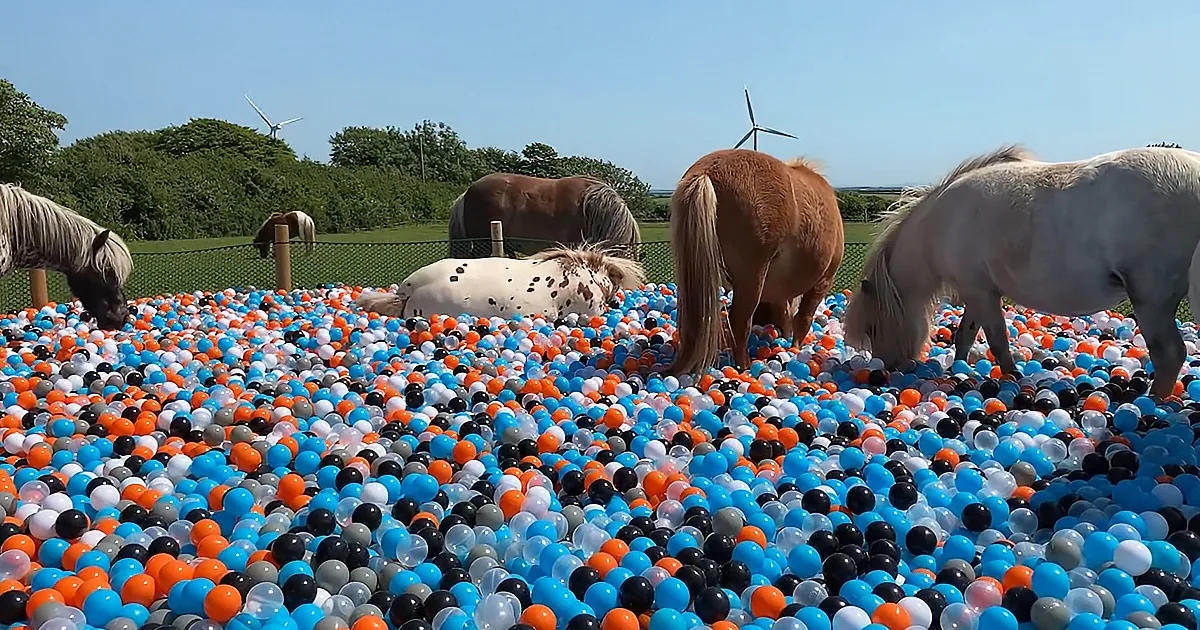 Horses play in a colorful ball pit under a clear sky, with wind turbines in the distance.
