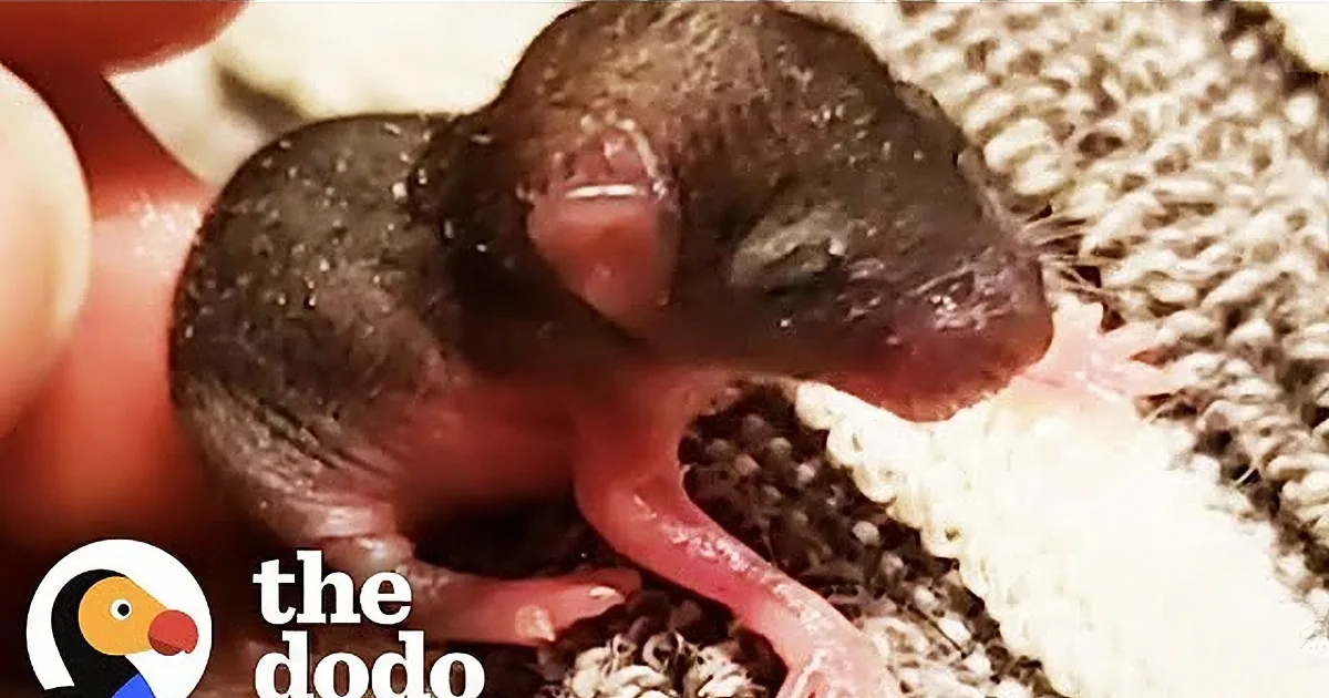 A newborn bird with wet feathers lies nestled in a white, textured fabric.