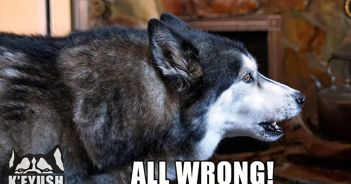 A husky dog with black and white fur sits on a blue mat, looking up with its mouth slightly open.