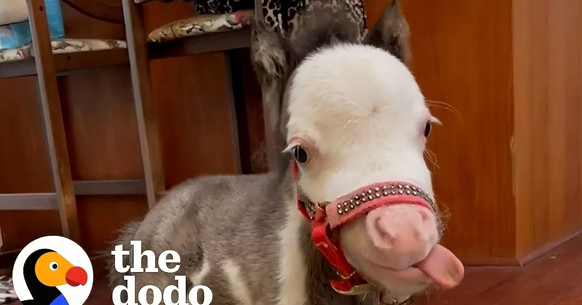 A miniature horse walks indoors, while a person holds and feeds a baby goat at a table.