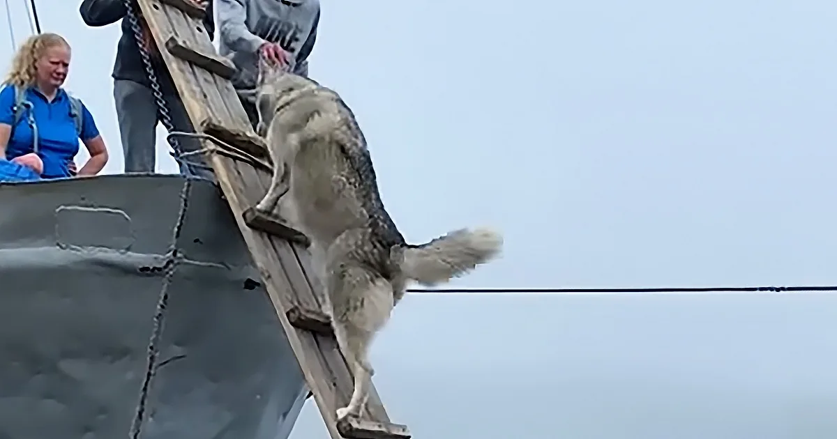 A dog climbs a wooden ladder on a boat, with people observing nearby.