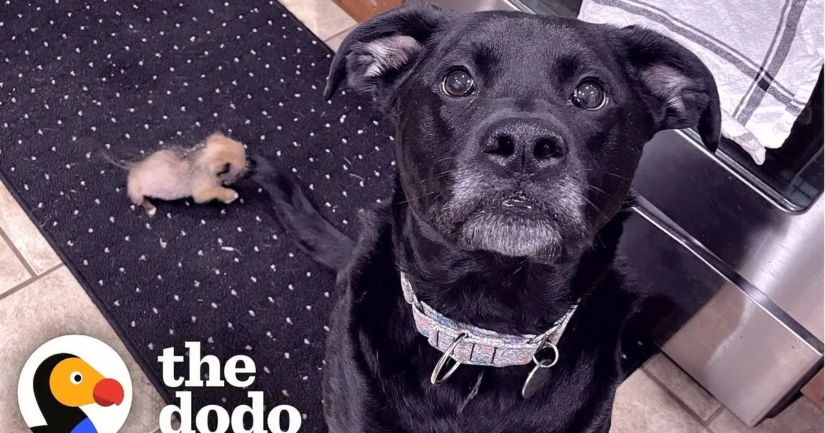 75-Pound Boxer Terrified by a 10-Ounce Puppy