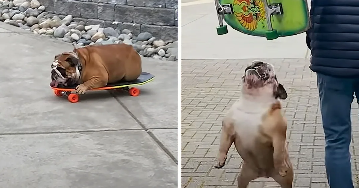 A bulldog is riding a skateboard on a concrete surface, while another bulldog stands on its hind legs, looking up at a...