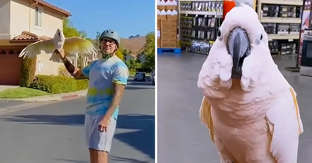 A man in a helmet holds a white cockatoo on his arm, with the bird's head prominently featured in the foreground.