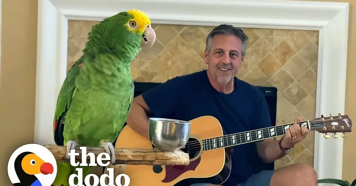 A vibrant green parrot perches on a branch, while a man in a blue shirt plays a guitar.