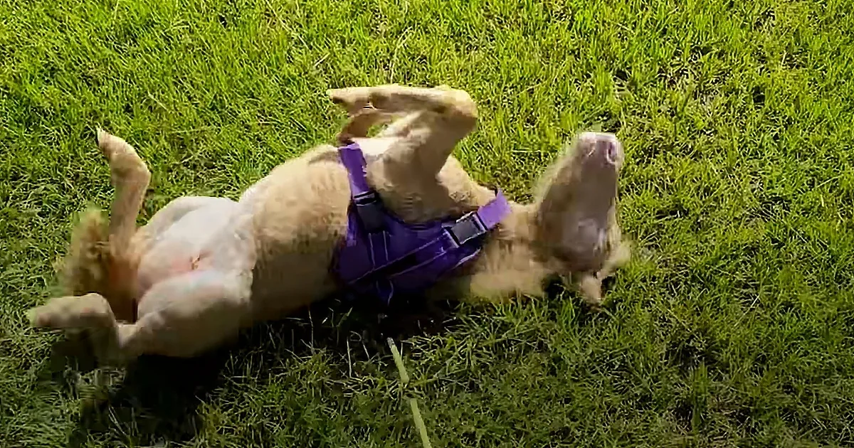 A light brown dog wearing a purple harness rolls on its back in a grassy area.
