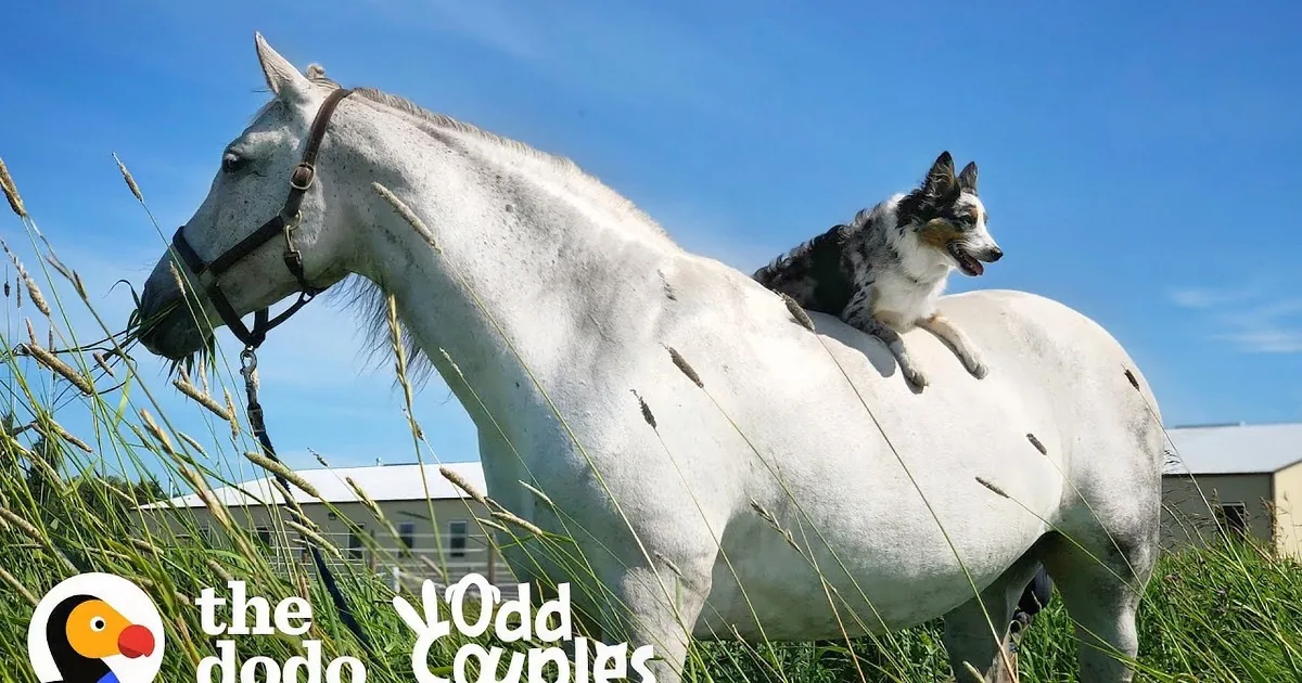 A white horse with a bridle stands in a stable, with a dog in the background.