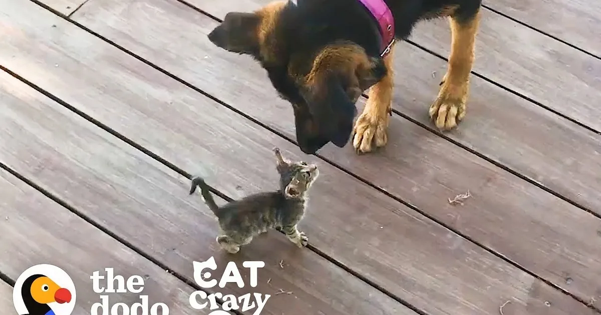 Bold Stray Kitten ''Adopts'' Dog as Her New Mom