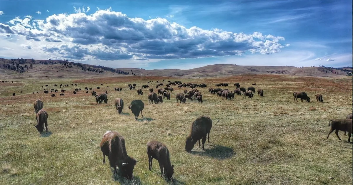 Drone Footage Takes You Where the Buffalo Roam