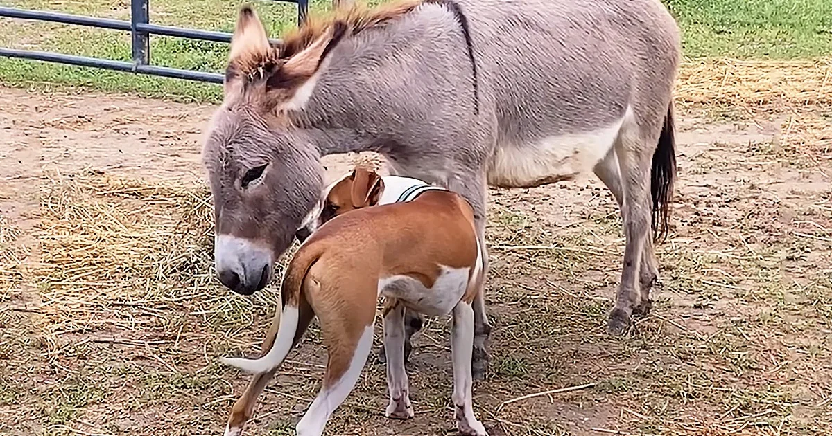A donkey and a small dog are standing close together in a fenced area.